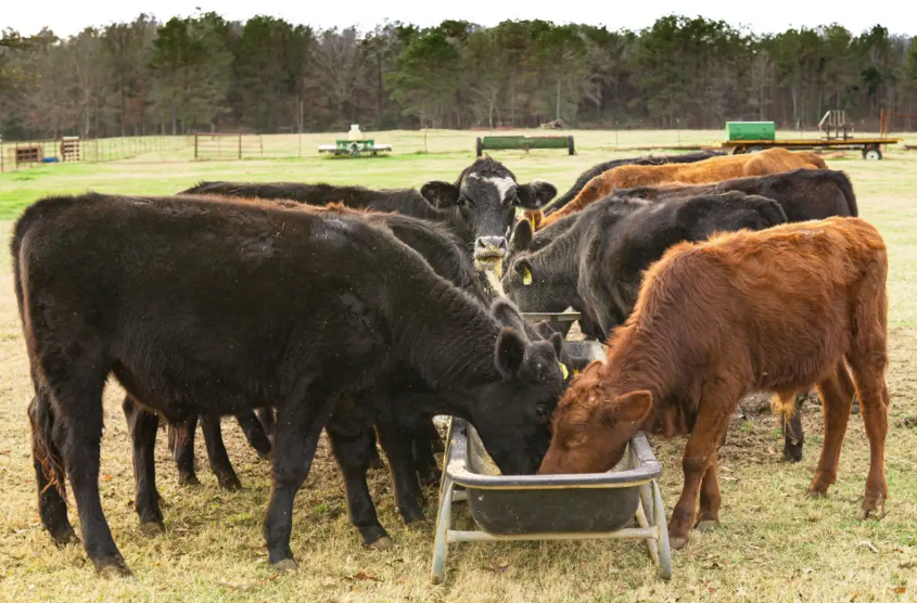 Animal/cattle/poultry Feed